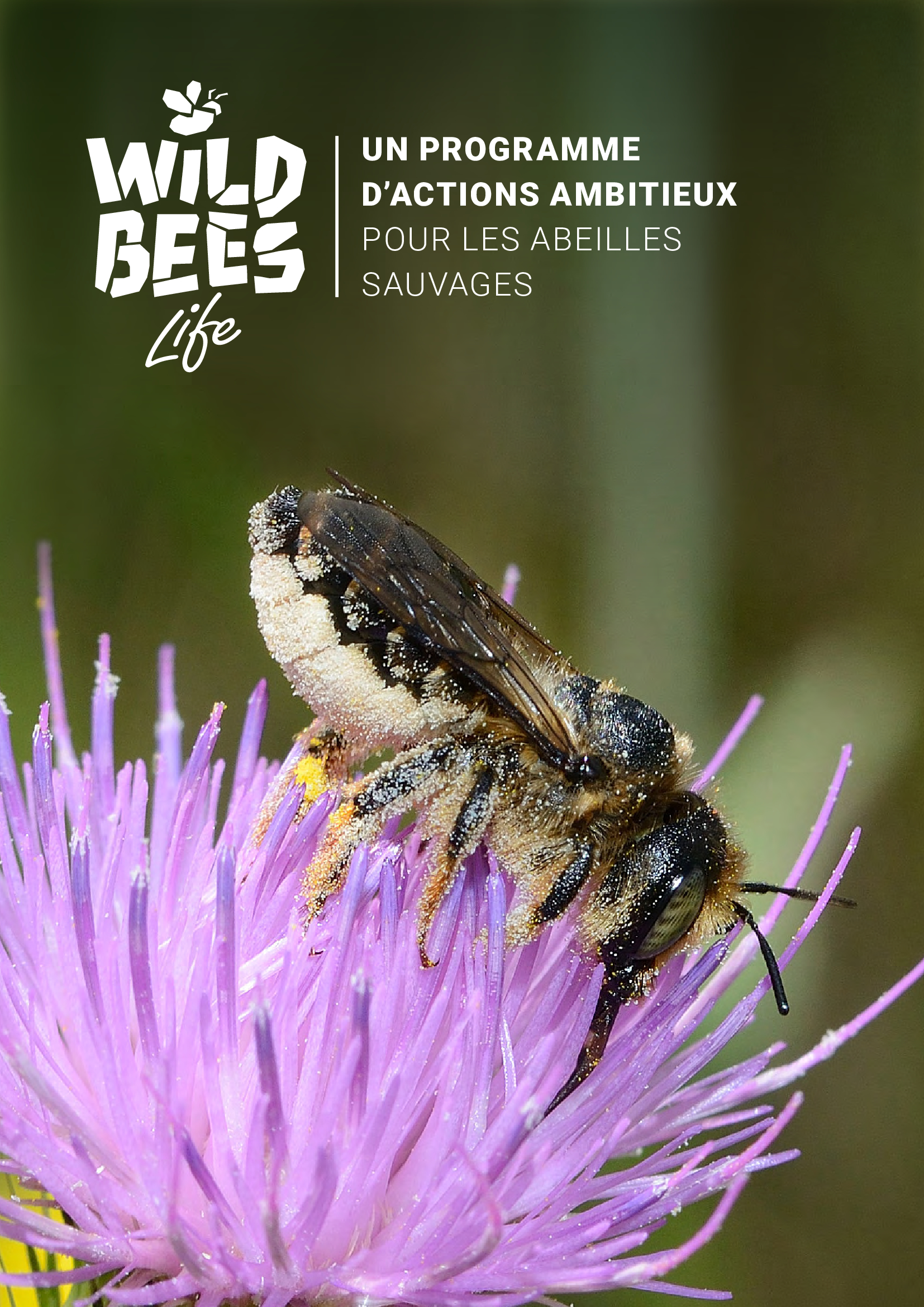 Life Wild bees c313cbc38a40495790a62860a3d19a42V4nsqVxP1cWg52Ln 0